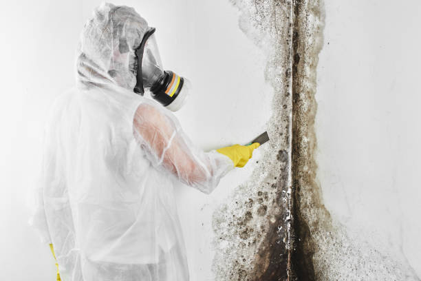 Best Attic Mold Removal  in Country Club Estates, GA