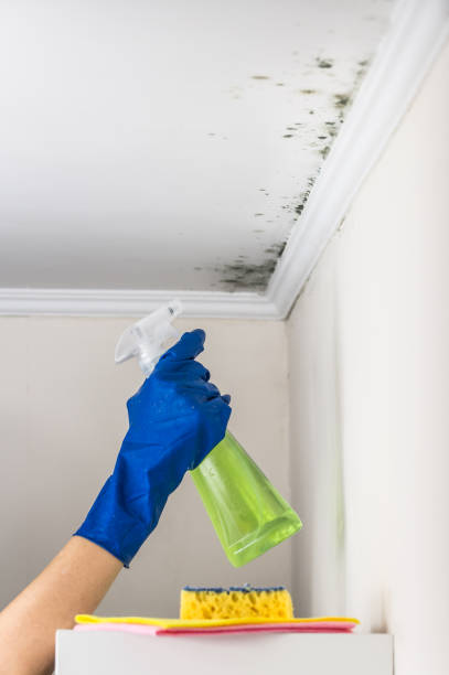Best Certified Mold Removal  in Country Club Estates, GA